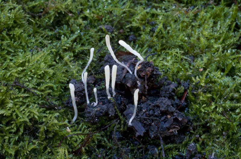 Clavaria acuta
